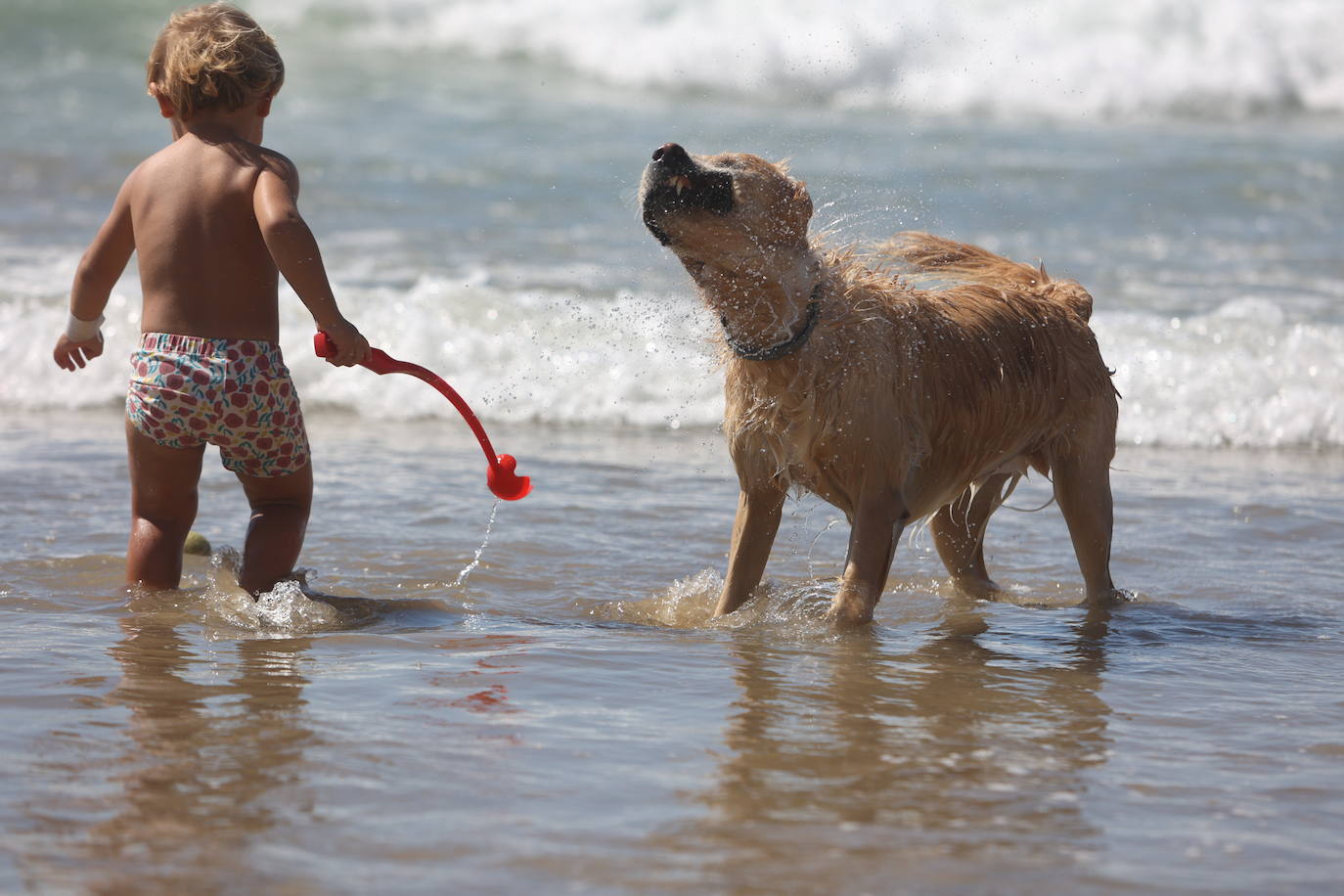 Fotos: Los gaditanos disfrutan del &#039;veroño&#039;... y con sus mascotas