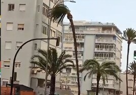 Vídeo: El viento tira otra palmera en la Avenida a la altura del estadio Carranza