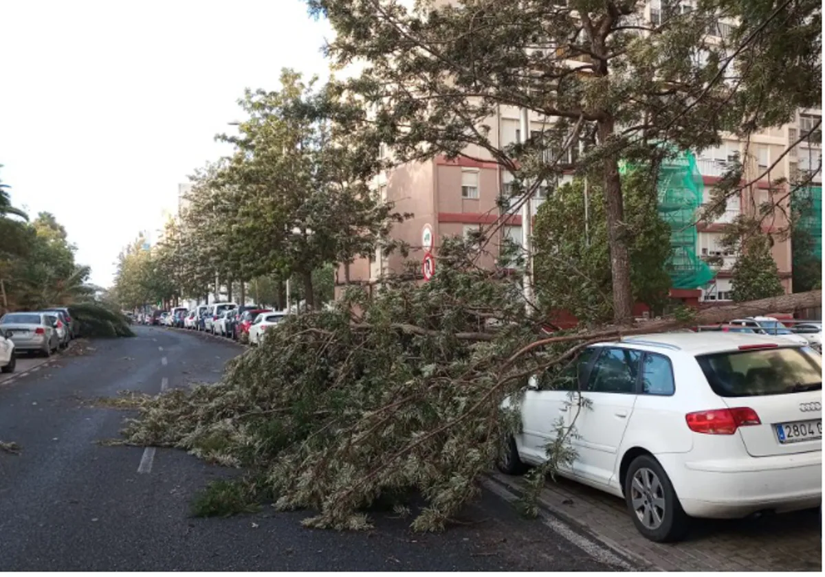 Los seguros cubren algunos de los daños ocasionados por el temporal de viento