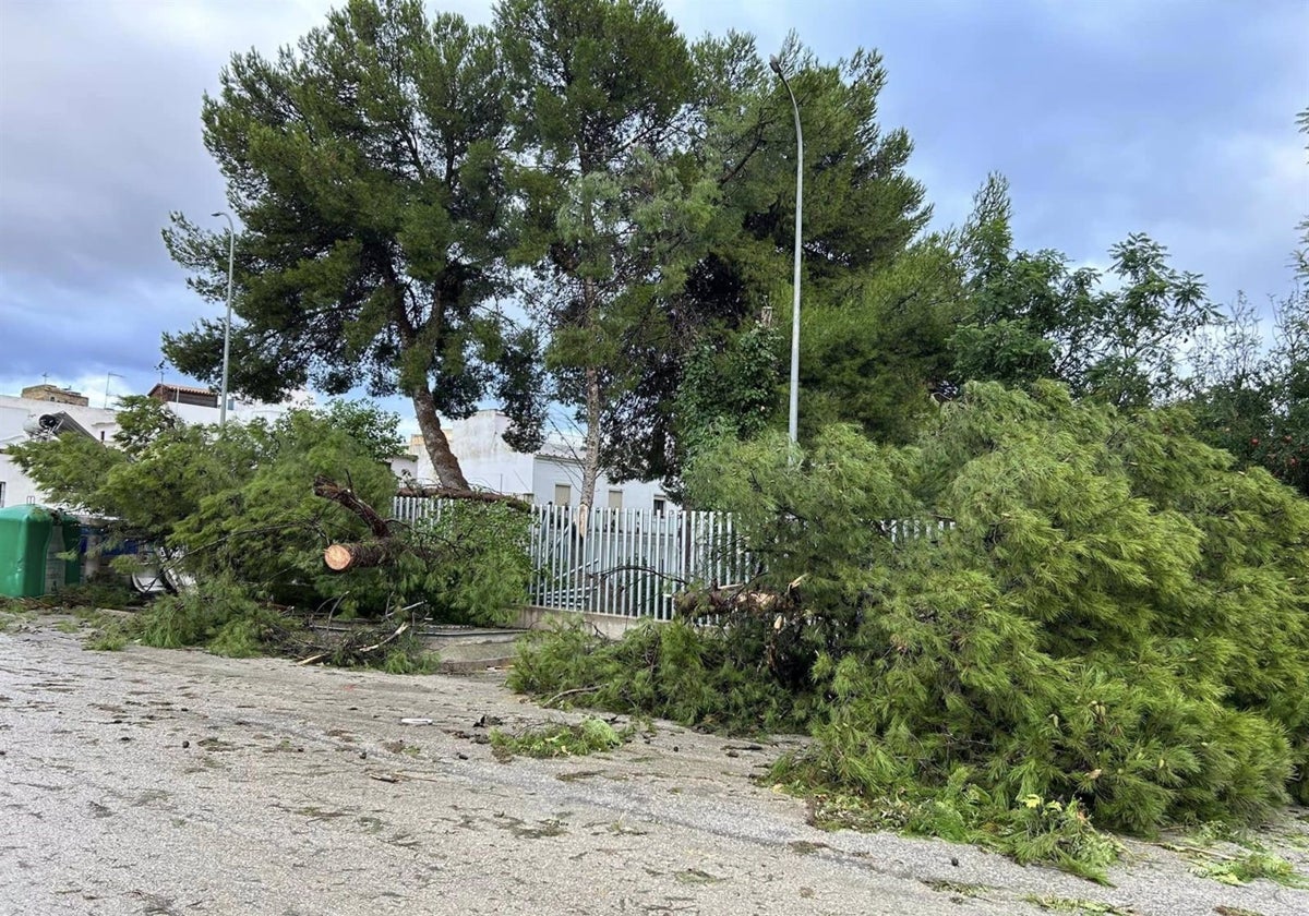 Árboles caídos en Trebujena tras el paso de la borrasca Bernard.