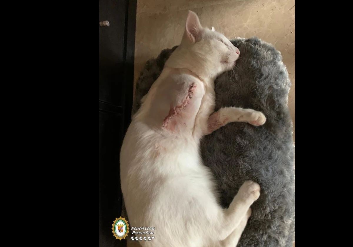 Un gato muerto y otro con la pata amputada: la Policía busca a los autores de los disparos a una colonia de felinos en Puerto Real