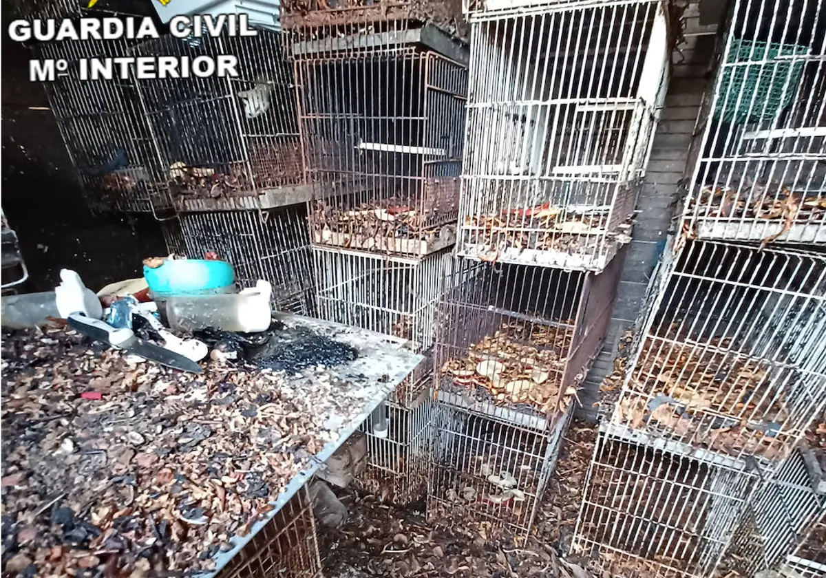 Maltrato animal en Jerez: jaulas apiladas sin salud ni higiene y un olor insoportable