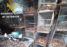 Maltrato animal en Jerez: jaulas apiladas sin salud ni higiene y un olor insoportable