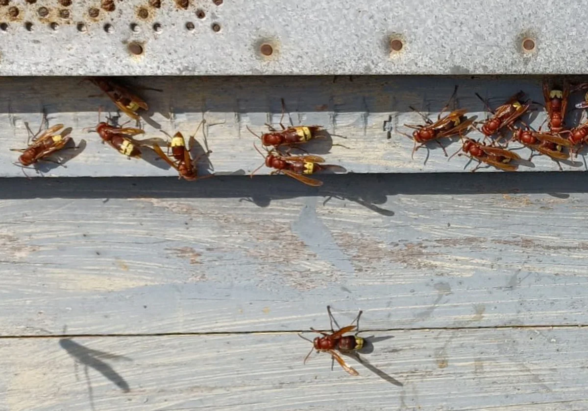 Estas especies invasoras atacan a las colmenas de abejas