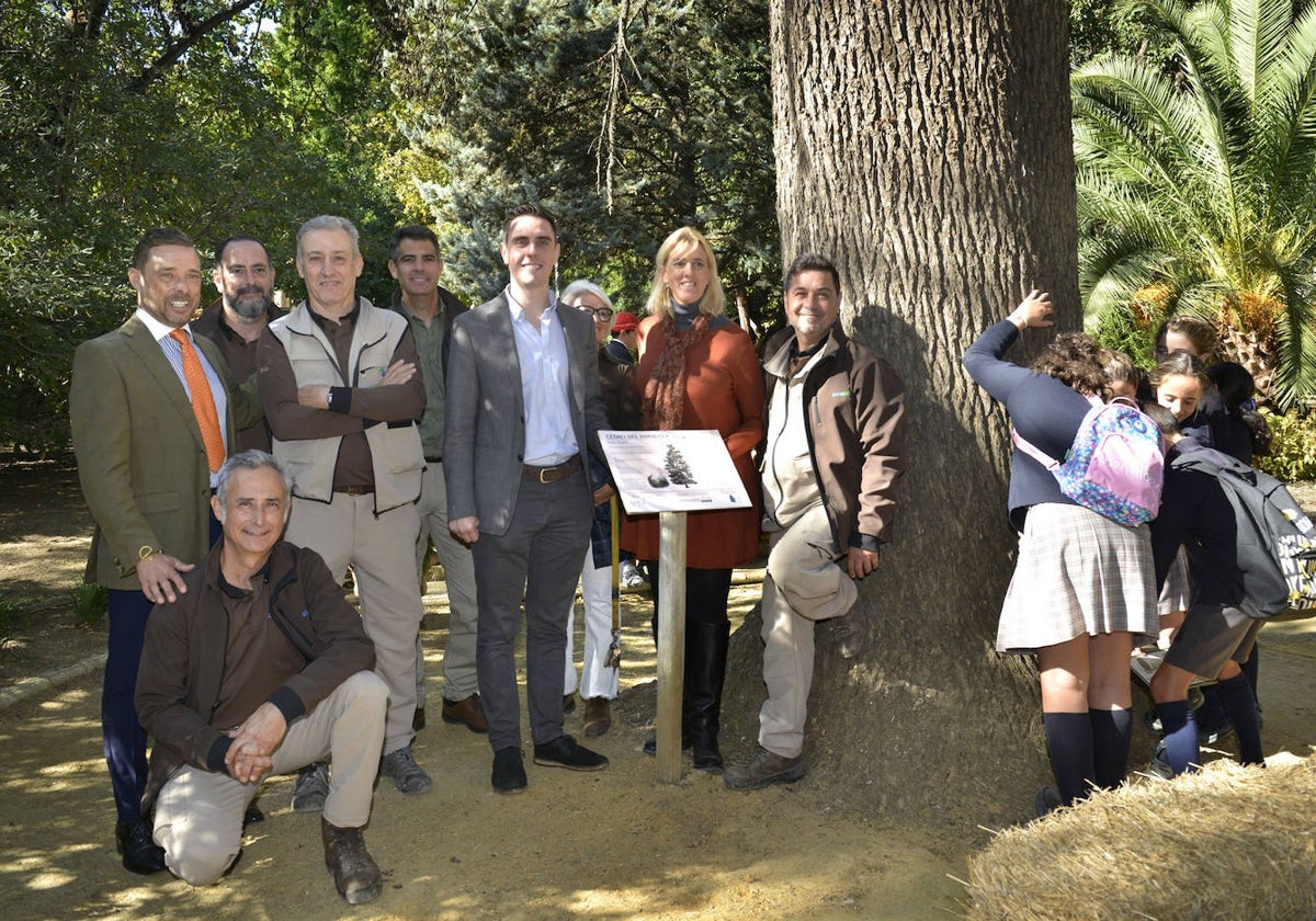 Un ejemplar gaditano, nominado a Árbol Español del Año 2024