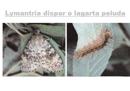 Preocupación por los efectos de la lagarta peluda en los alcornocales de Cádiz y en el empleo vinculado al descorche