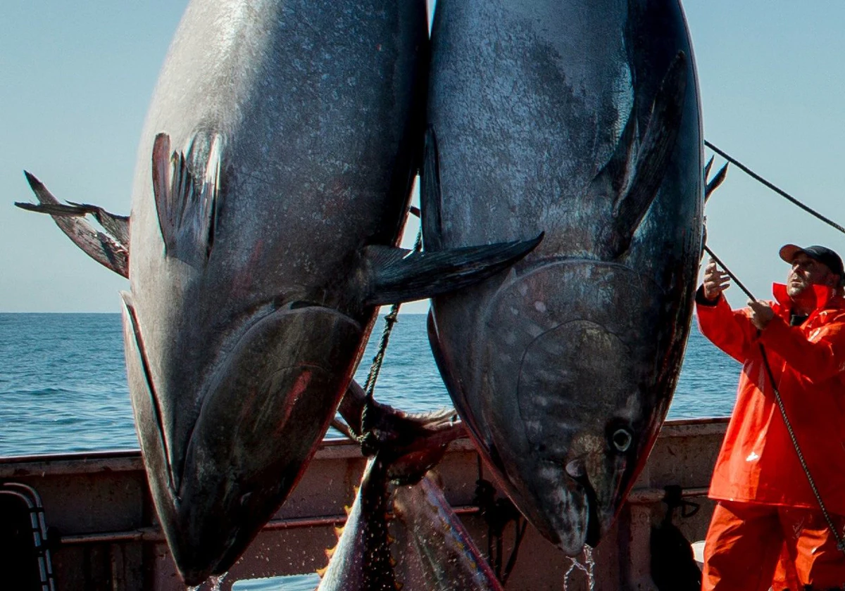 Pesca de atunes en la almadraba de Tarifa