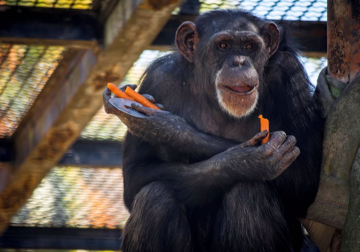 Trasladada a Madrid la chimpancé hembra acogida por el zoo de Jerez hace 32 años.