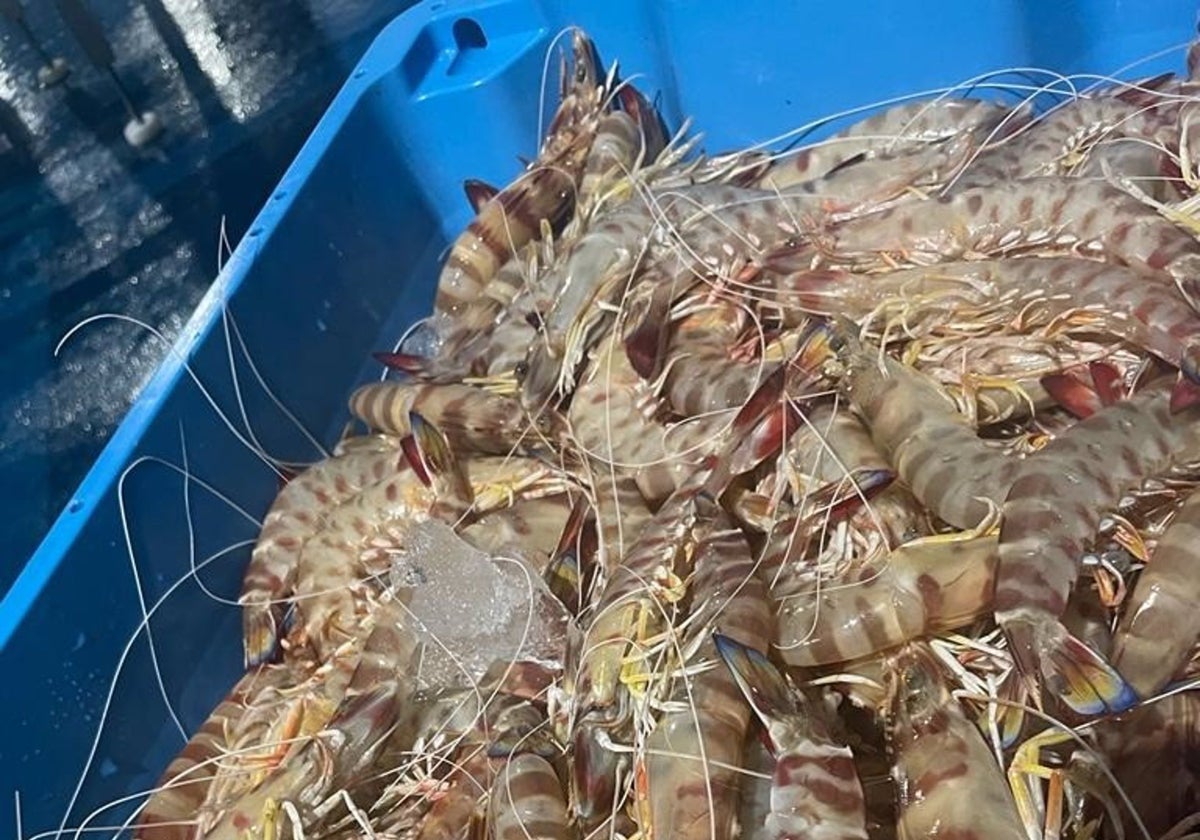 Pescadores de Sanlúcar prevén un diciembre similar a 2022 con la venta de más de 12.000 kilos de langostinos.