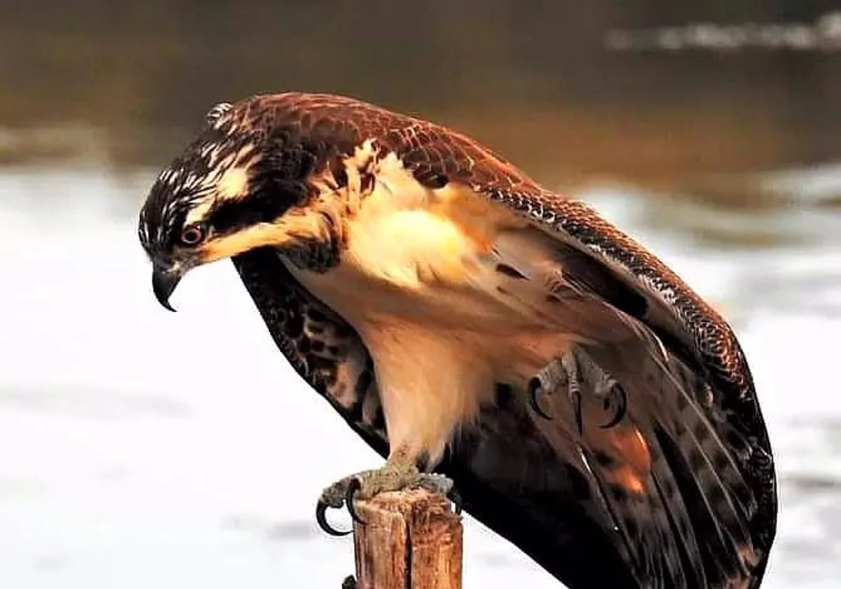 Un ejemplar de águila pescadora en la Laguna Huerta Las Pilas.