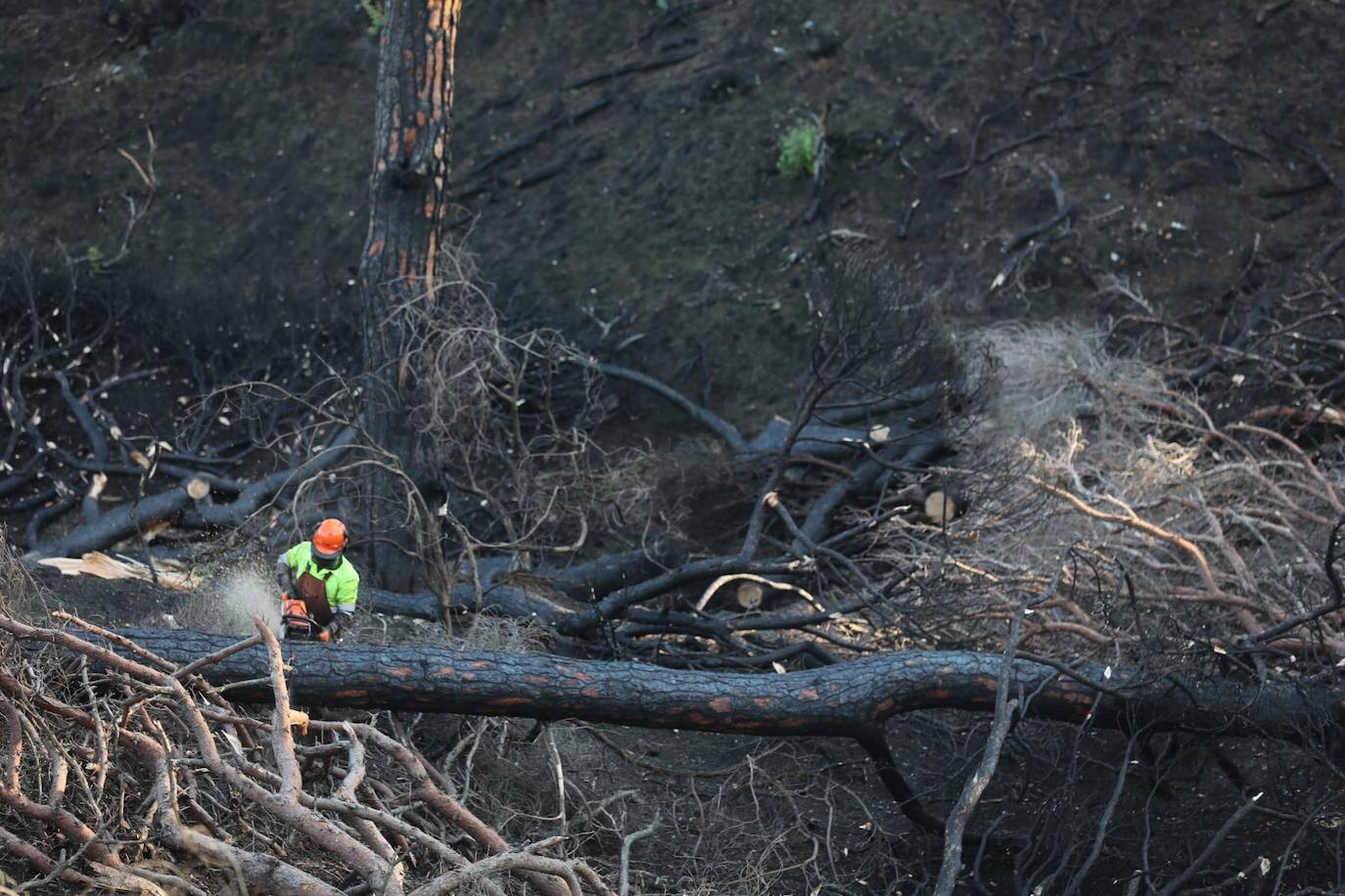 Fotos: Así está Las Canteras, cuatro meses después del fatal incendio del pasado verano