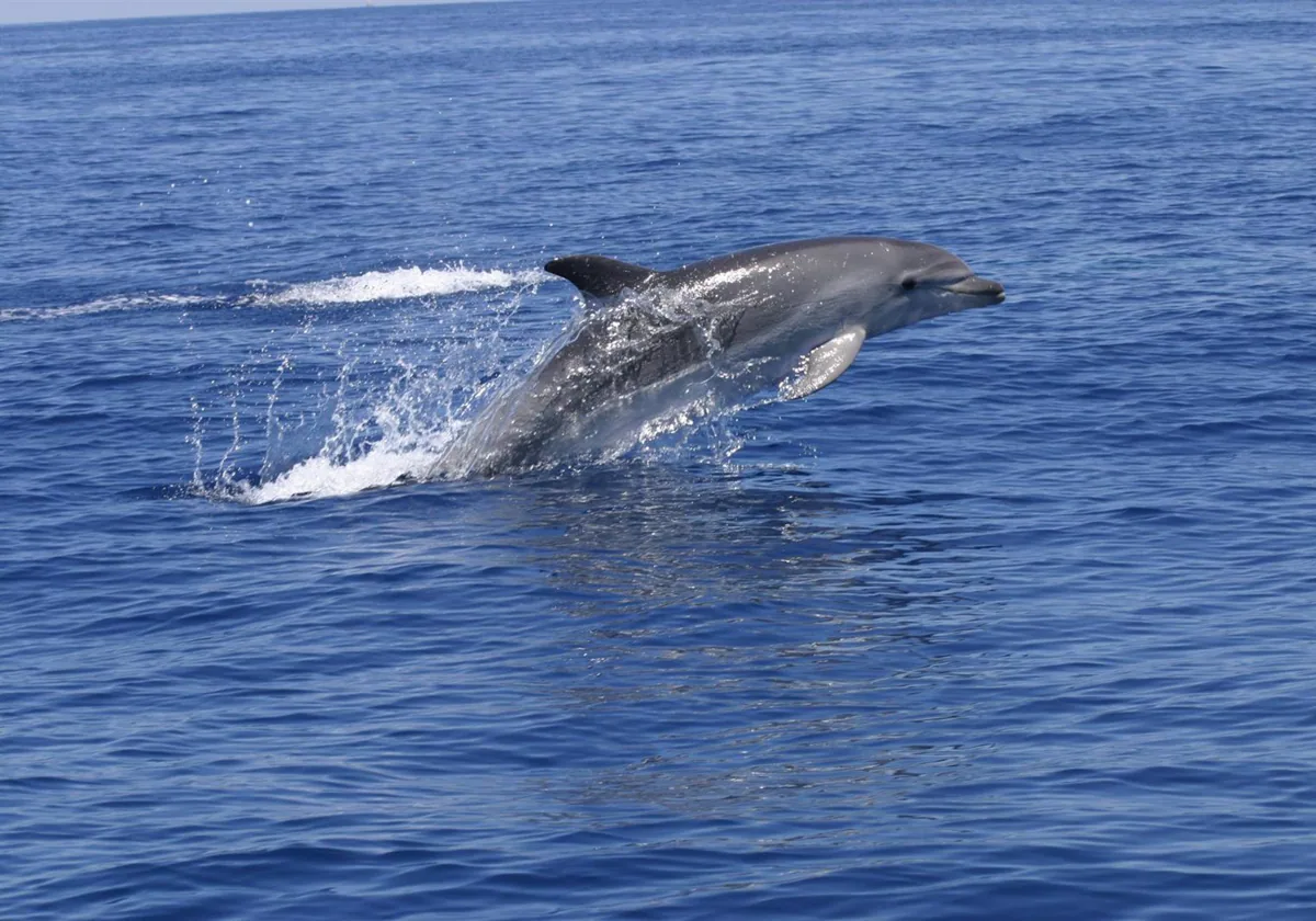 Ecologistas pide al Gobierno proteger a los delfines en la Bahía de Algeciras