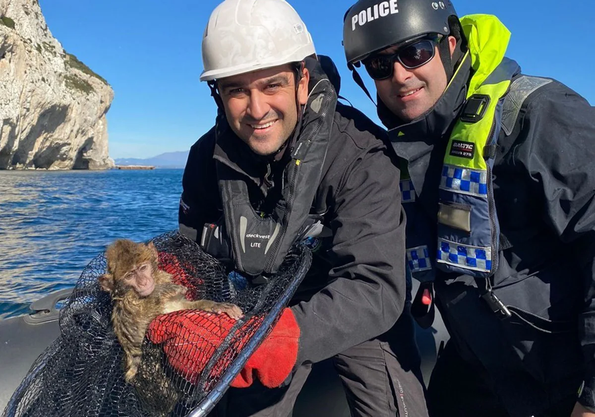 Rescate de un macaco en Gibraltar
