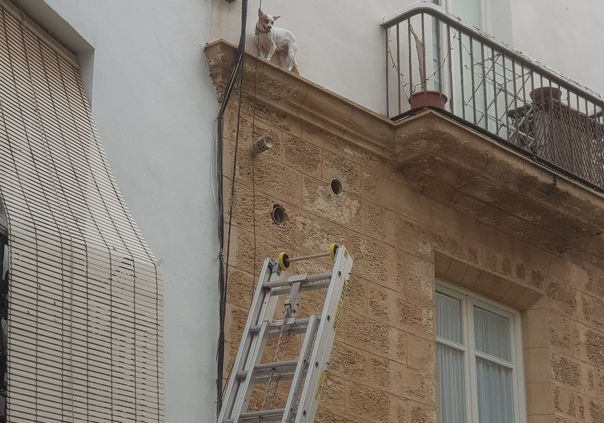 El perrito, asustado deambulando por la cornisa de la fachada