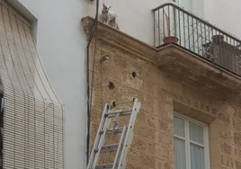 Rescate de un perrito que deambulaba por la cornisa de un apartamento turístico de Cádiz