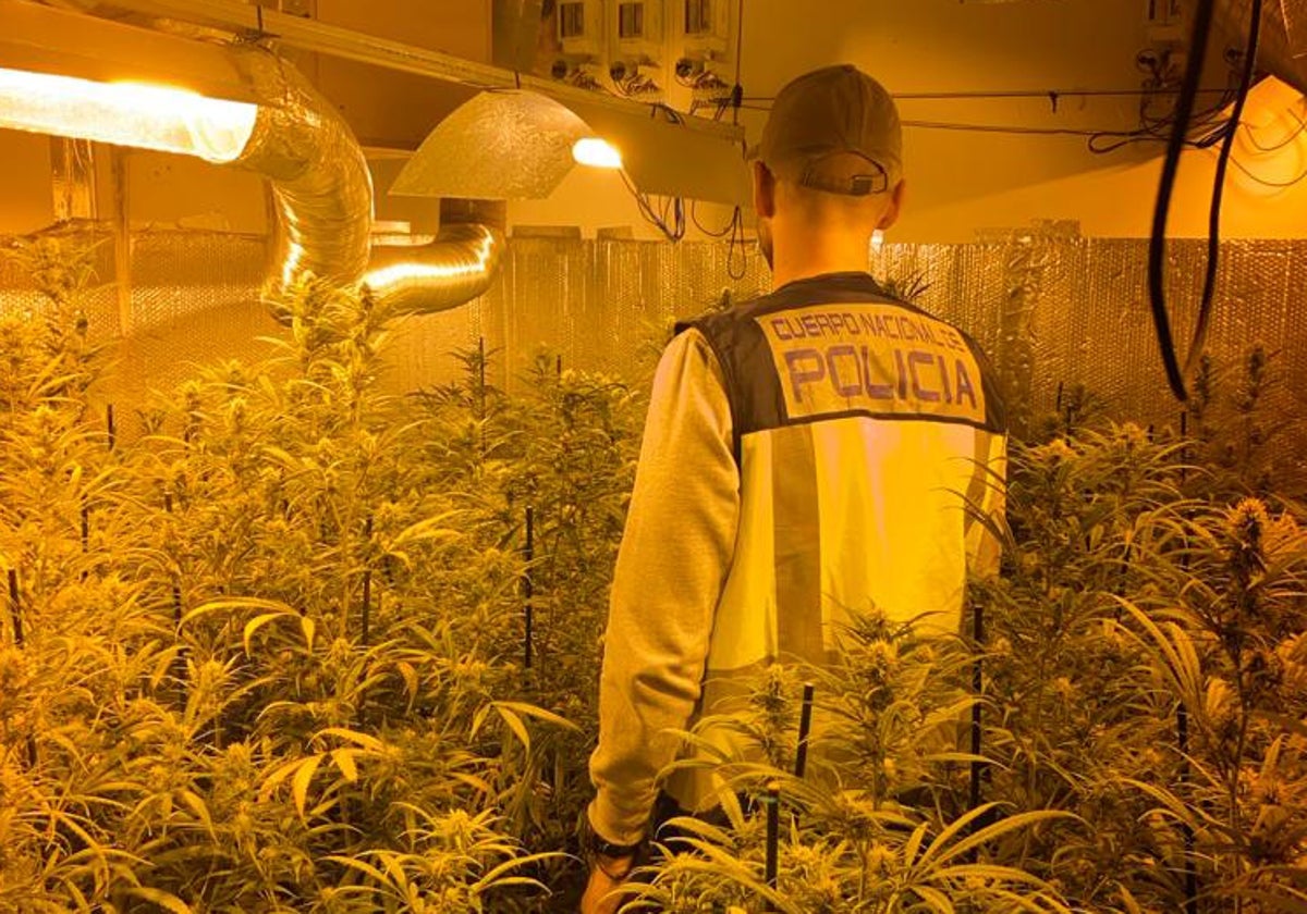 Nueve detenidos tras desarticular distintas plantaciones de marihuana en Jerez