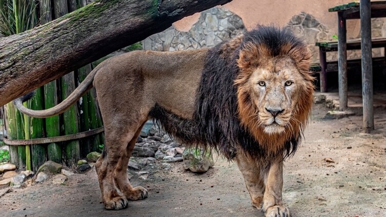 El león asiático del Zoobotánico se ha trasladado a Helsinki dentro del programa de reproducción de la especie
