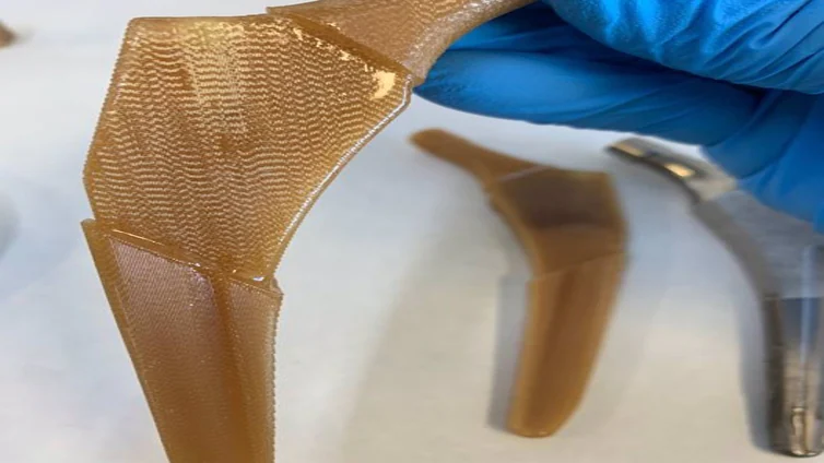 Un equipo de la UCA diseña un biomaterial hecho con residuos de remolacha para regenerar huesos