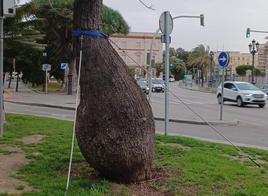Los jardines de Canalejas en Cádiz pierden su «palo borracho», un árbol singular retirado por riesgo de caída