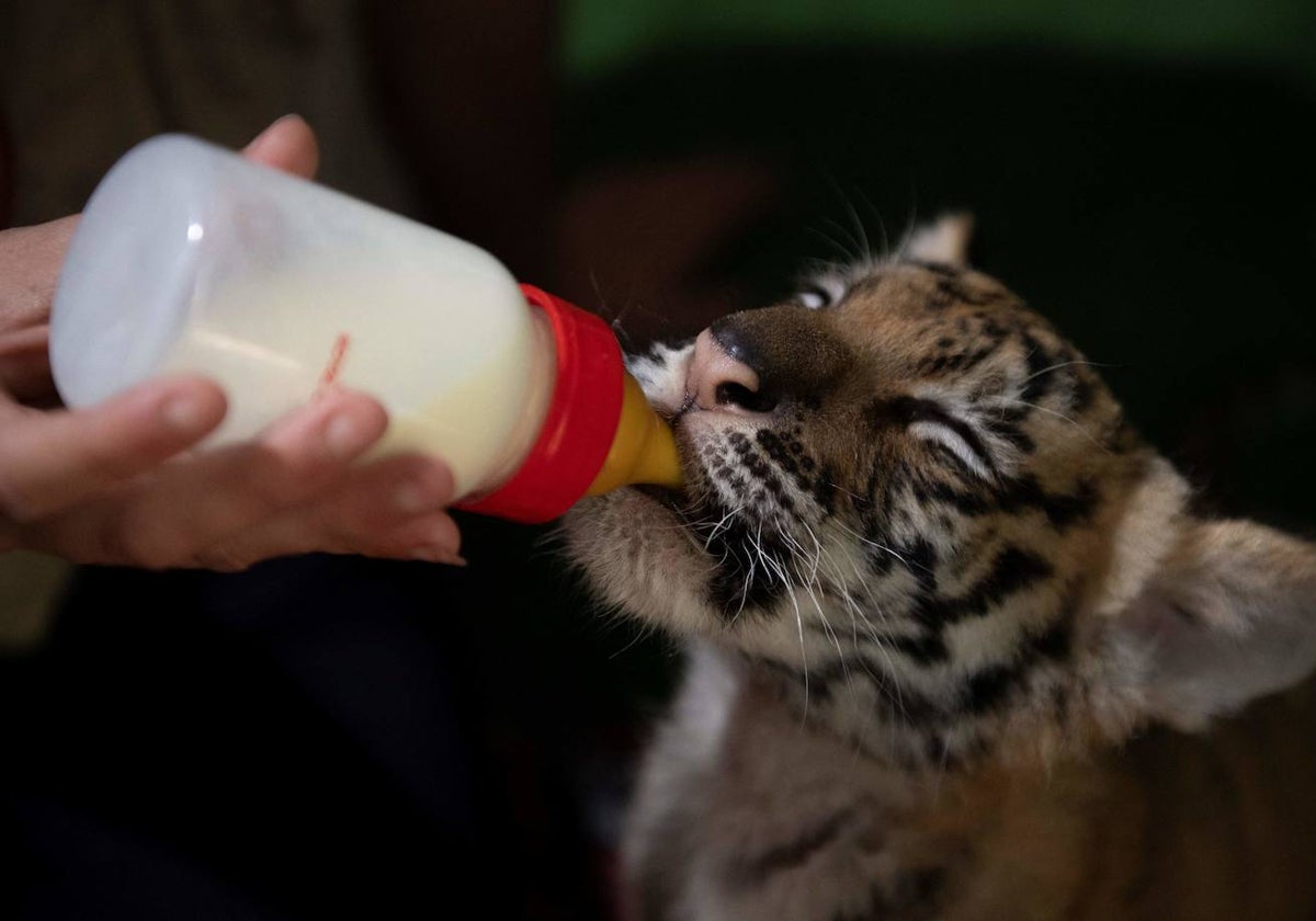 El cachorro de tigre de Bengala que ha nacido en un rinconcito de Cádiz