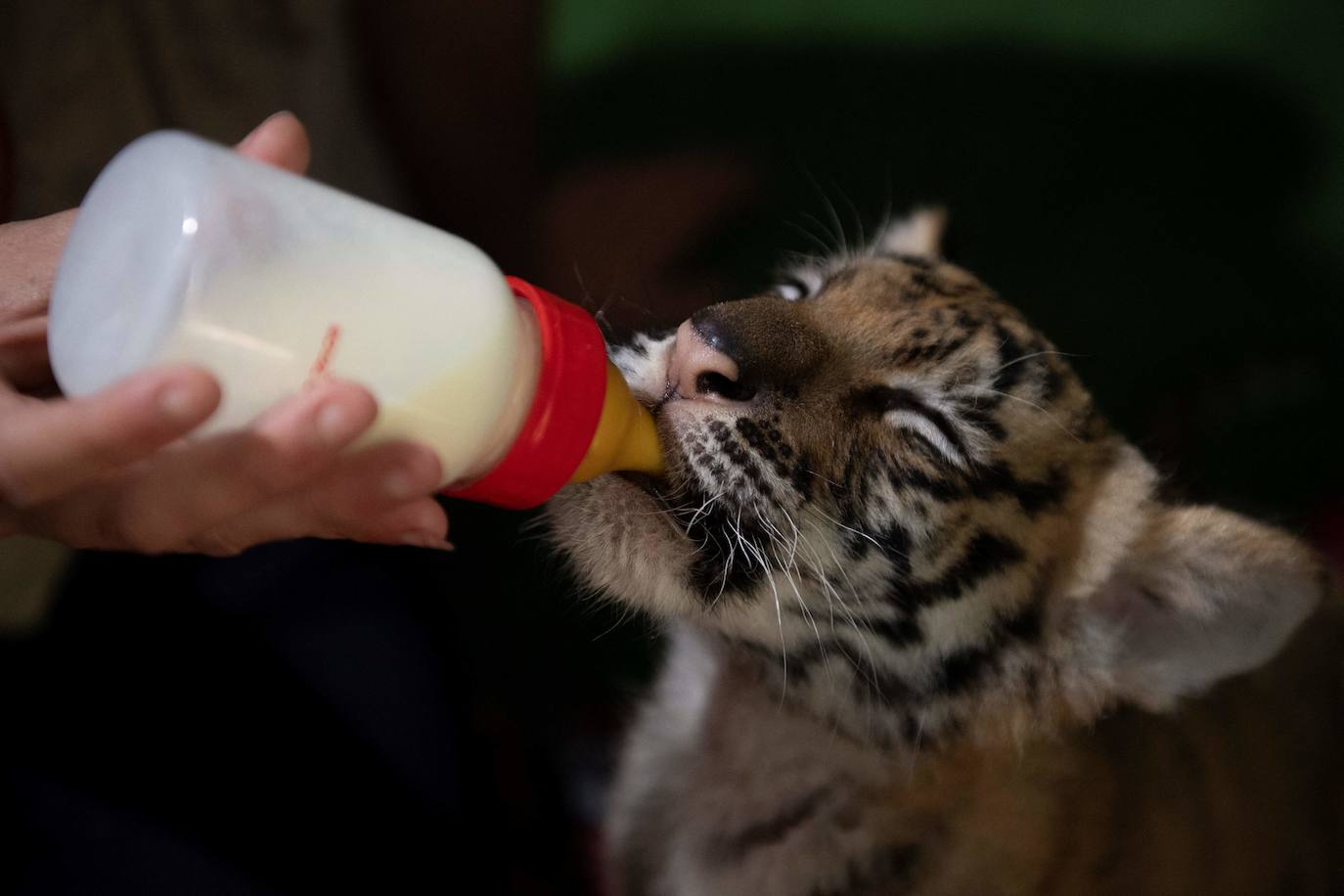 El cachorro de tigre de Bengala que ha nacido en un rinconcito de Cádiz