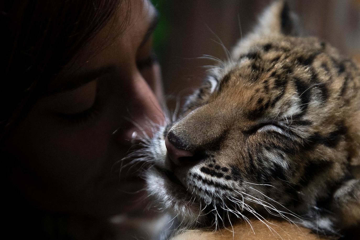 El cachorro de tigre de Bengala que ha nacido en un rinconcito de Cádiz