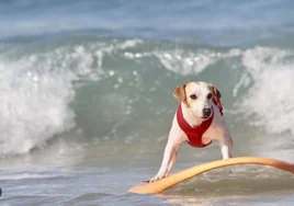 ¿Hasta qué fecha puedo llevar mi perro a la playa en Chiclana?