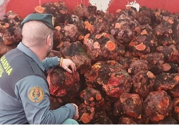 La Guardia Civil incauta en Cádiz 48 toneladas de brezo que iban a ser exportadas a Italia de forma irregular