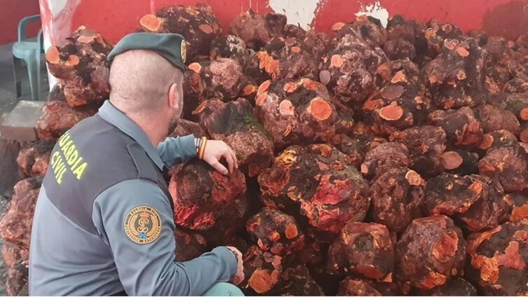 La Guardia Civil incauta en Cádiz 48 toneladas de brezo que iban a ser exportadas a Italia de forma irregular