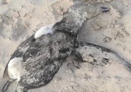 Hallan sin vida a un alca, una especie similar al pingüino, en la playa Victoria de Cádiz