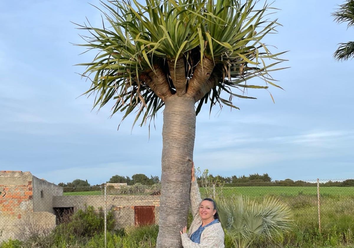 El drago se encuentra en un terreno de Conil tras un periplo en tierras malagueñas