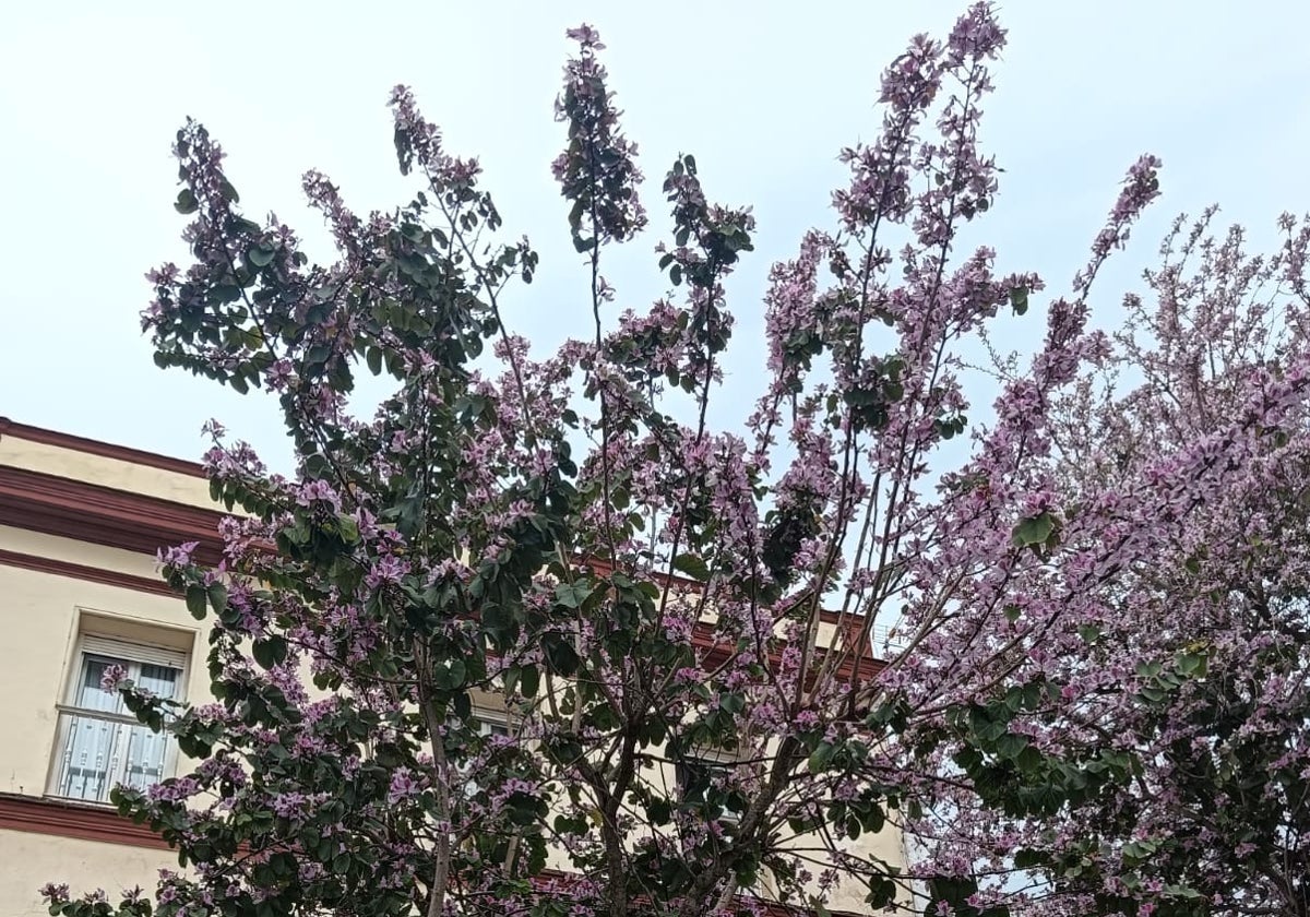 Puerto Real culmina el Plan de Arbolado en el que por cada árbol apeado se han plantado dos