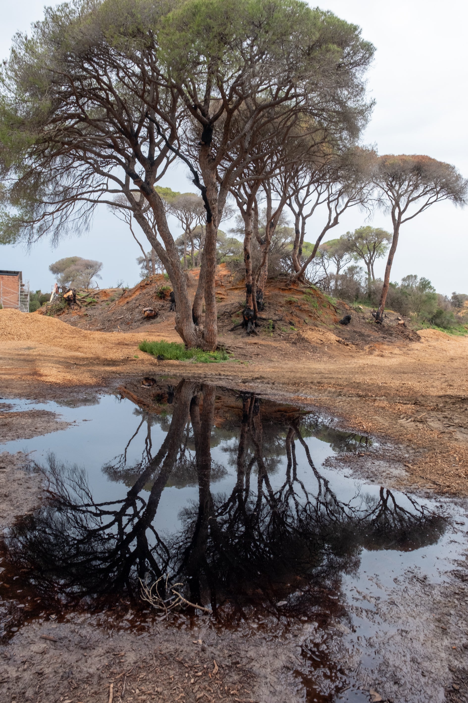 Fotos: Así está Las Canteras siete meses después del incendio