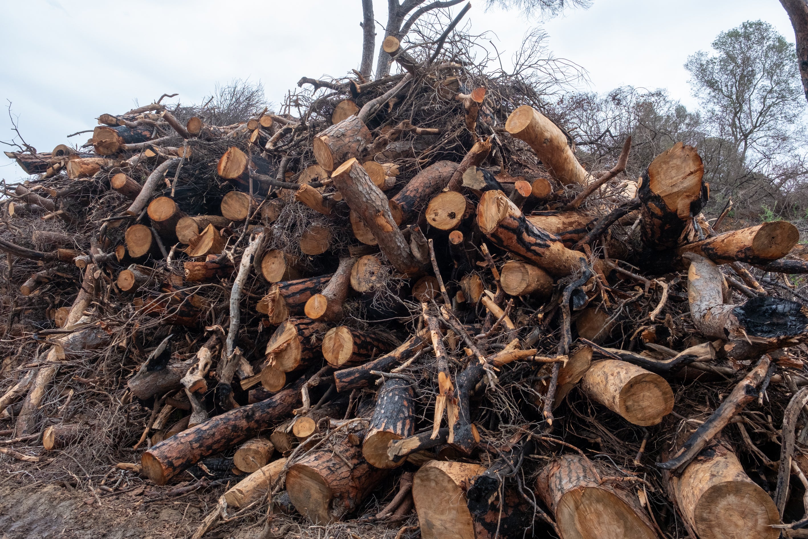 Fotos: Así está Las Canteras siete meses después del incendio
