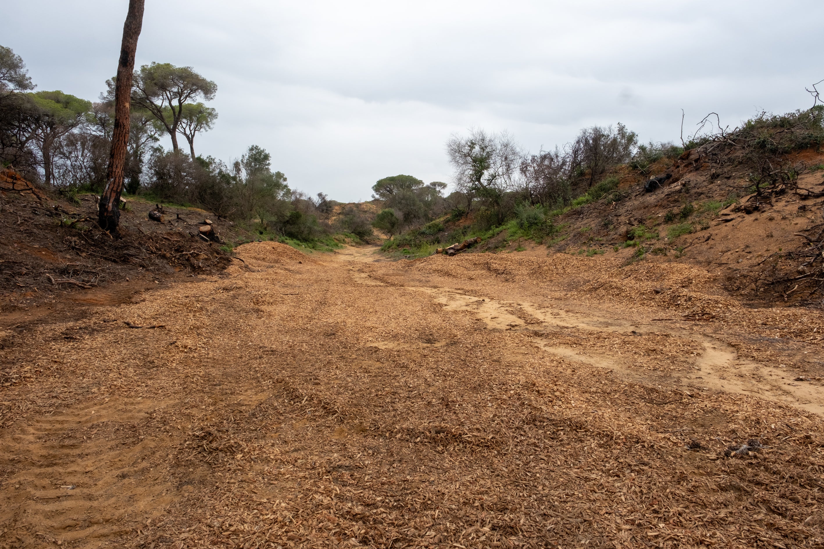 Fotos: Así está Las Canteras siete meses después del incendio