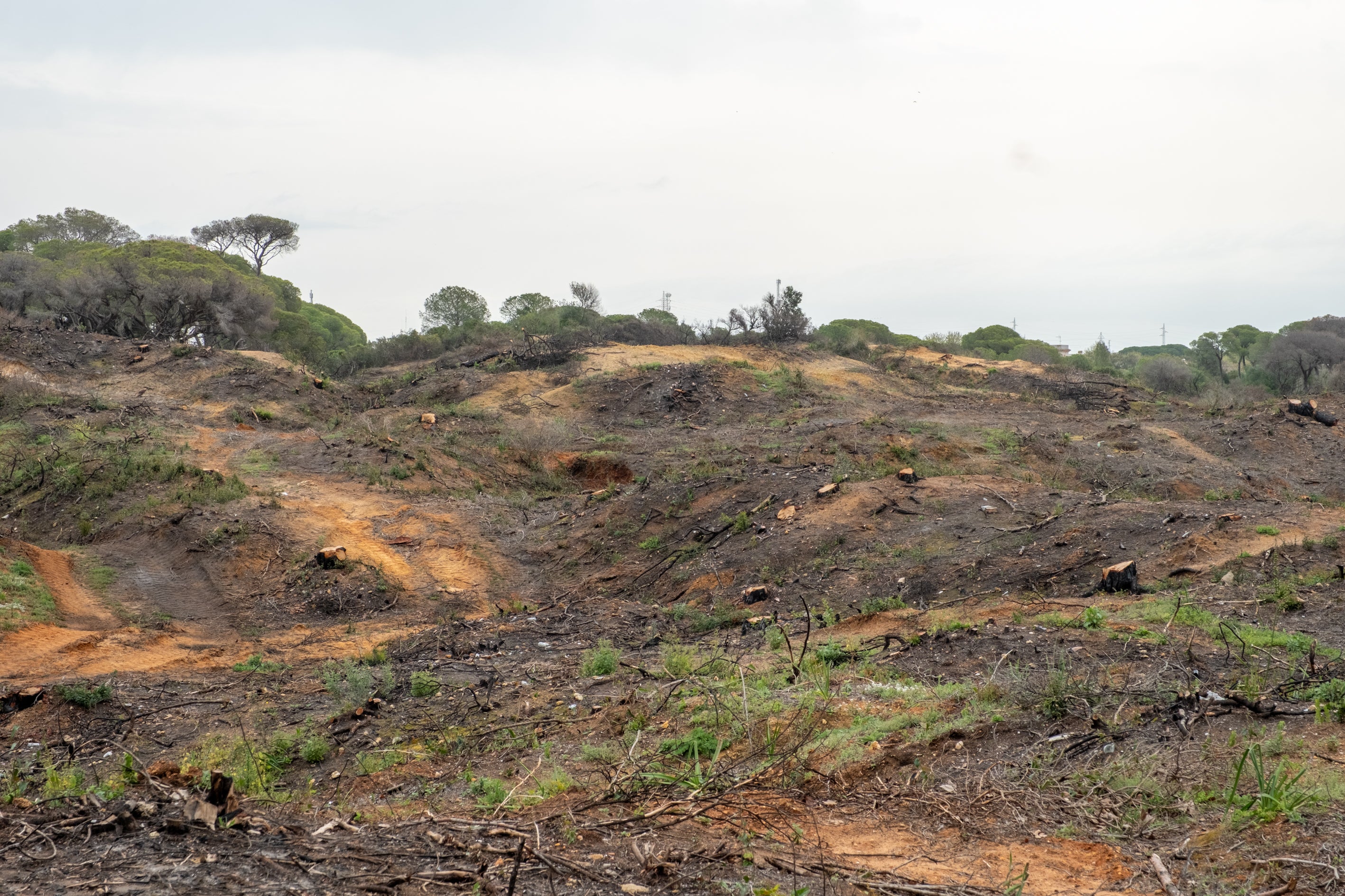 Fotos: Así está Las Canteras siete meses después del incendio