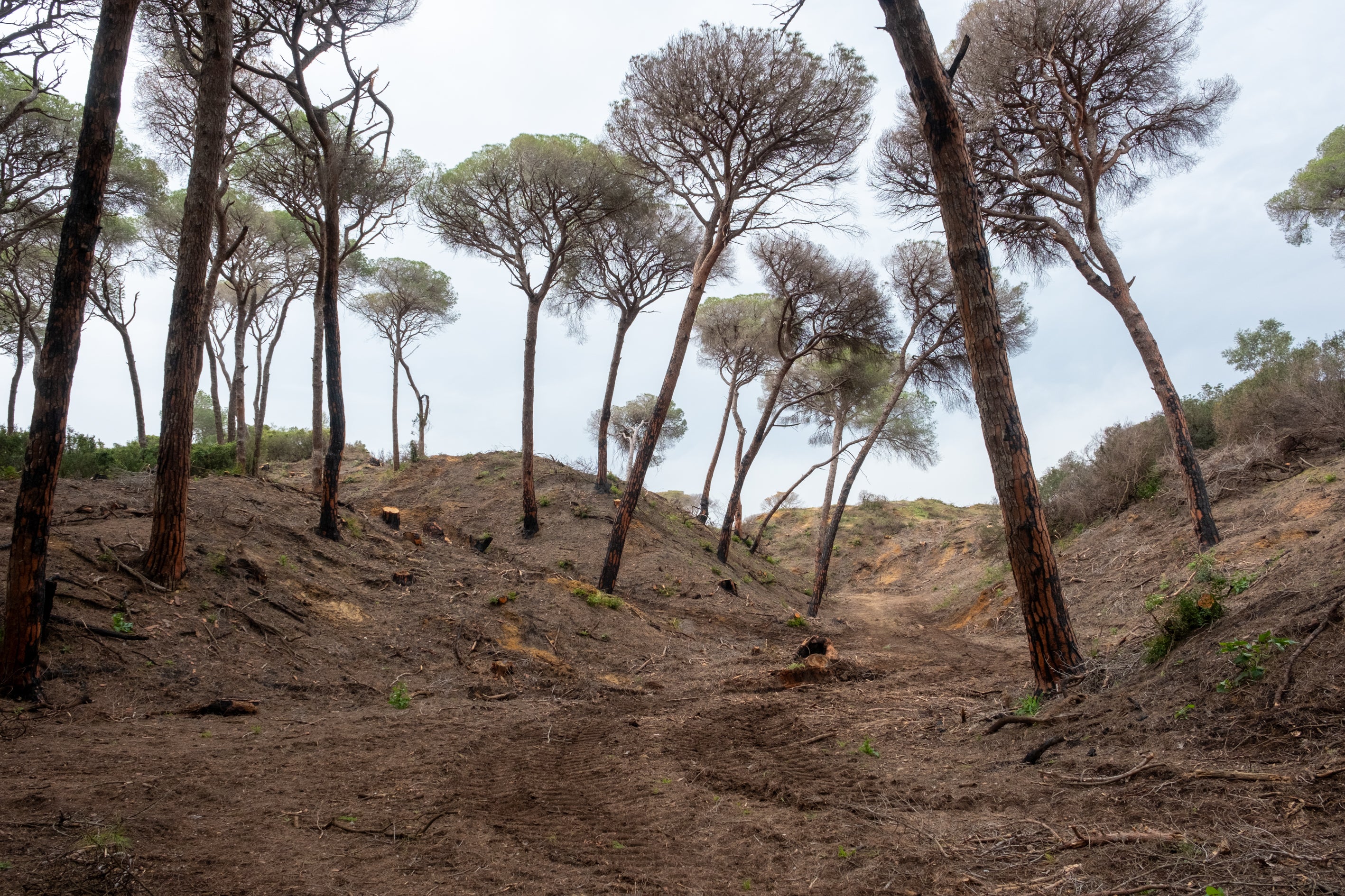 Fotos: Así está Las Canteras siete meses después del incendio