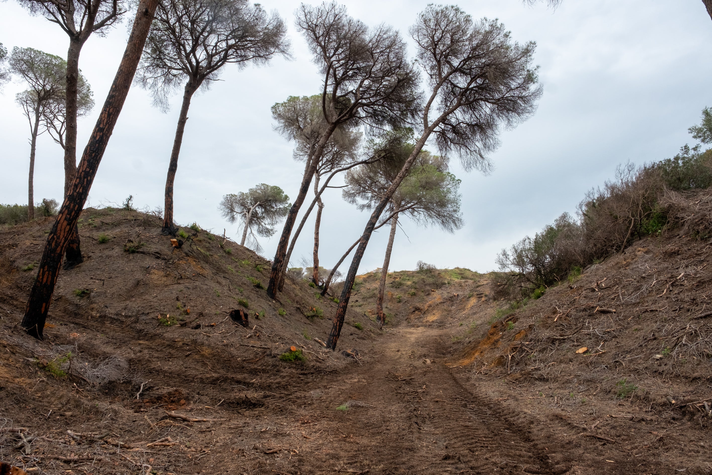 Fotos: Así está Las Canteras siete meses después del incendio