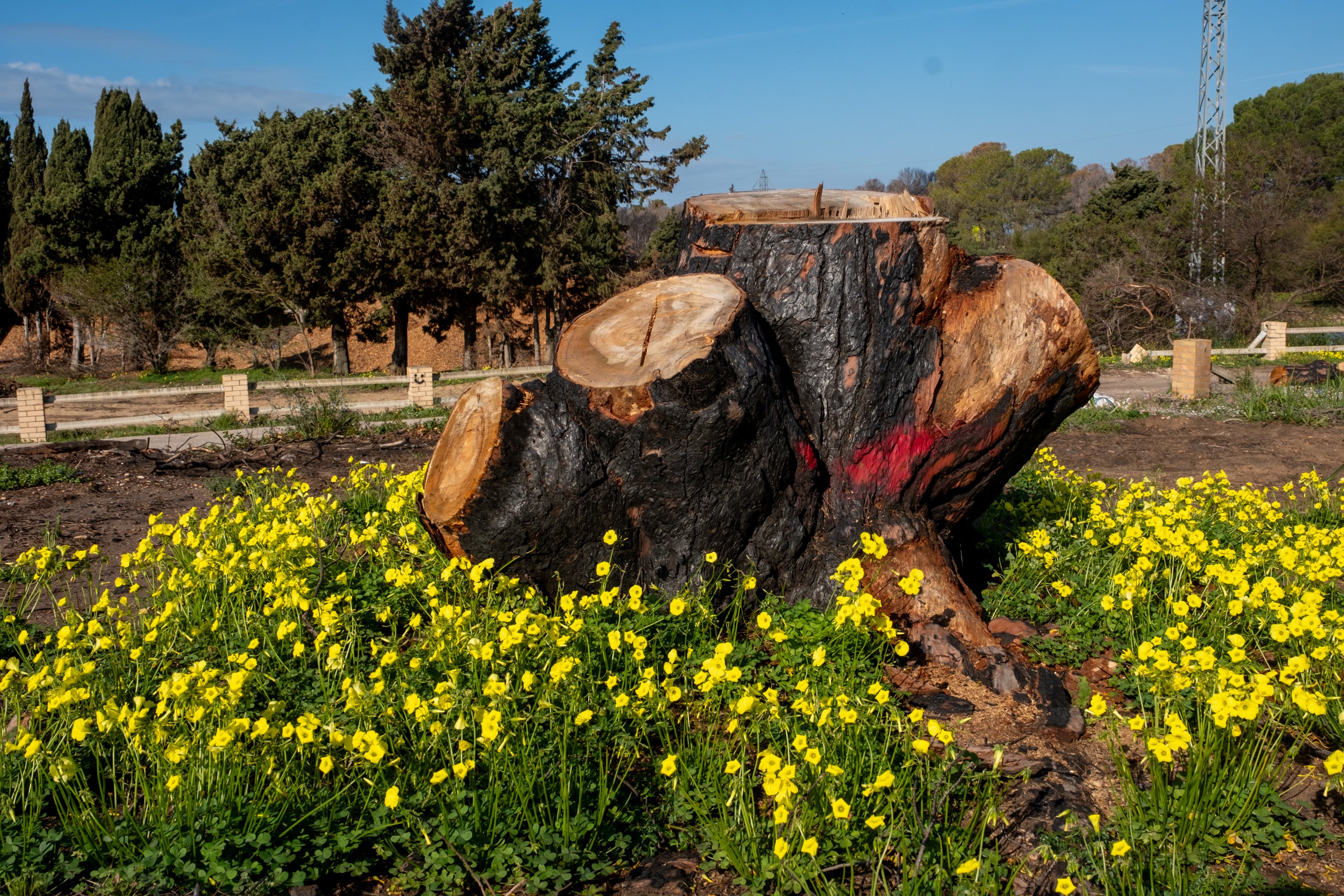 Fotos: Así está Las Canteras siete meses después del incendio