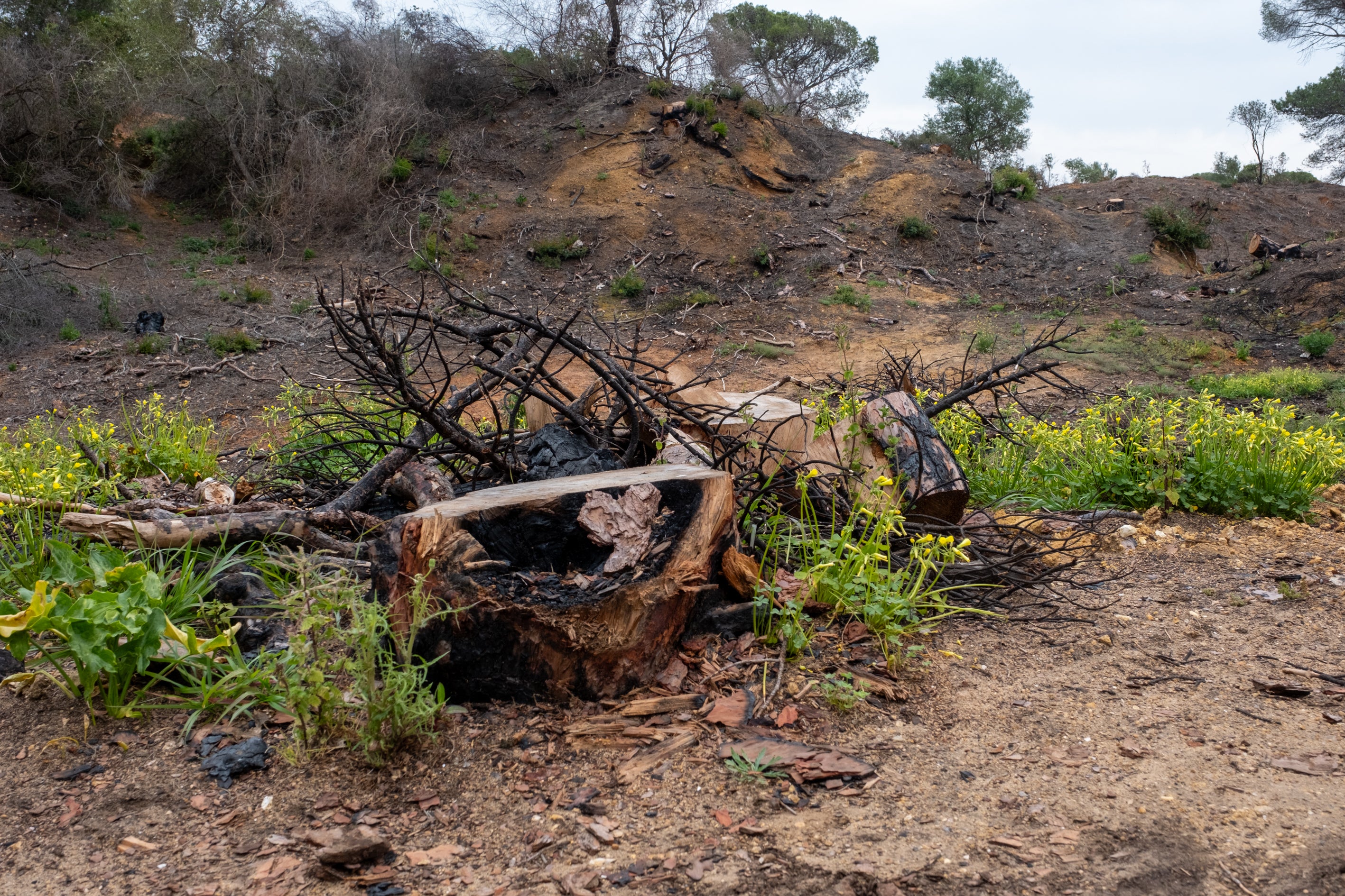 Fotos: Así está Las Canteras siete meses después del incendio