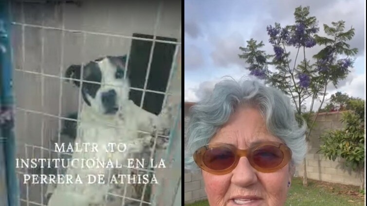 La 'Plataforma Sin Miedo' ya denunció las condiciones en la que vivían los animales en el Centro de Protección Animal de la Bahía de Cádiz