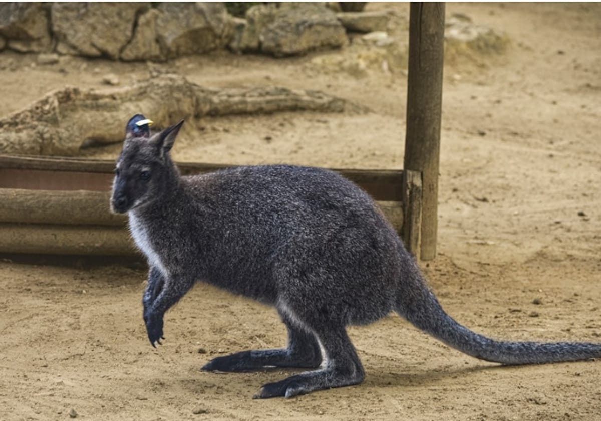 El pequeño canguro de Bennet en las instalaciones del Zoo de Jerez