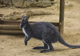 El canguro que recorrió durante semanas las calles de Jerez ya está en el Zoo
