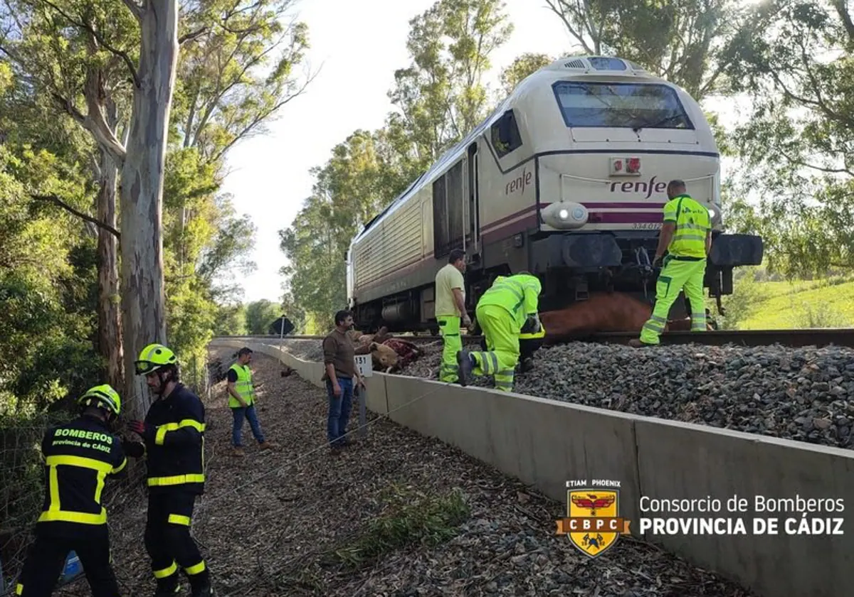 Un tren de Cádiz con destino a Madrid arrolla a ocho vacas en Jimena