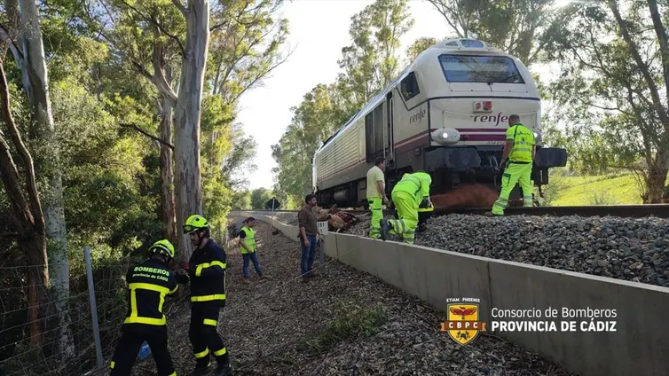 Un tren de Cádiz con destino a Madrid arrolla a ocho vacas en Jimena