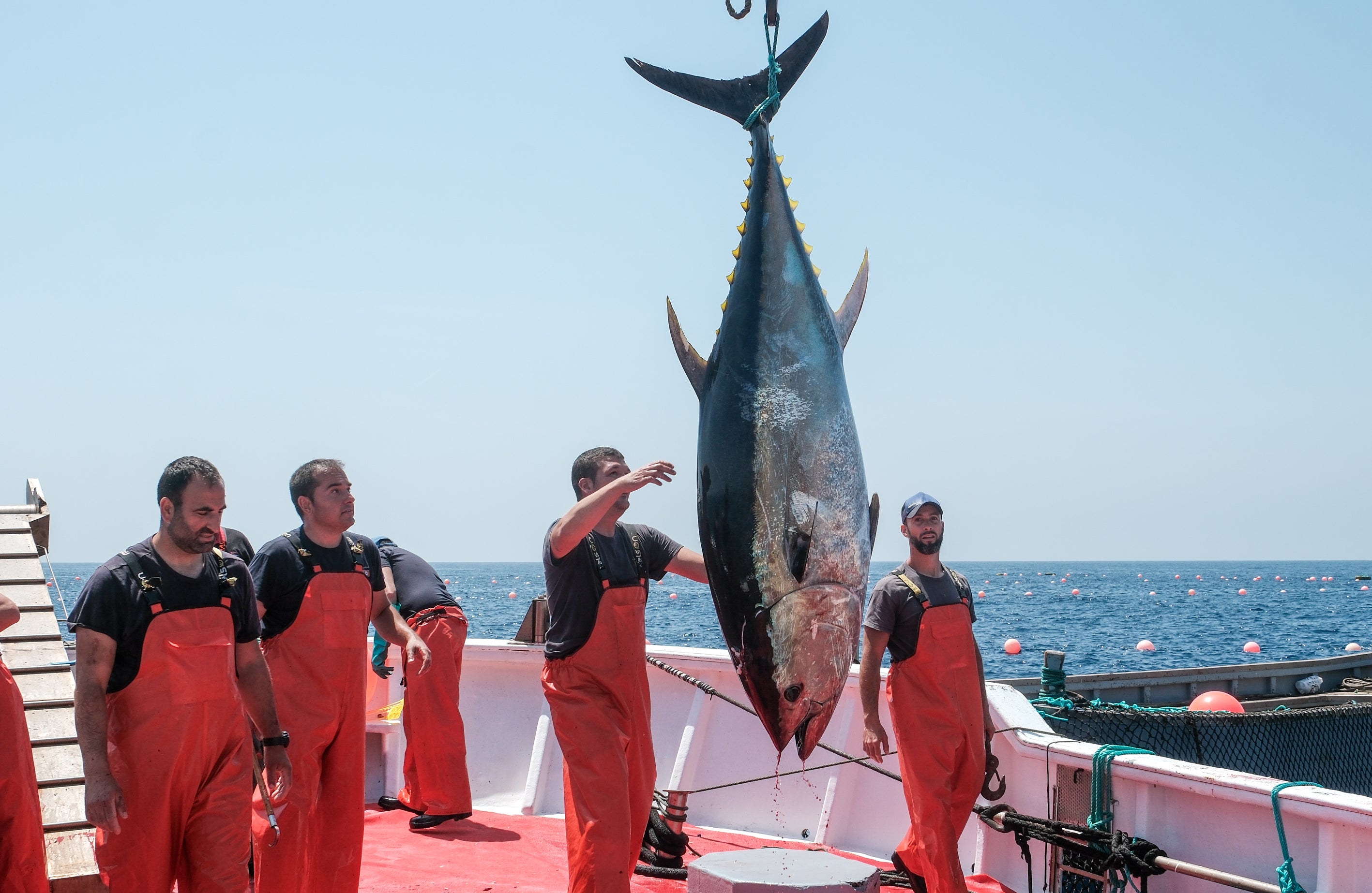 Fotos: Las imágenes de la &#039;levantá&#039; de Petaca Chico en Barbate