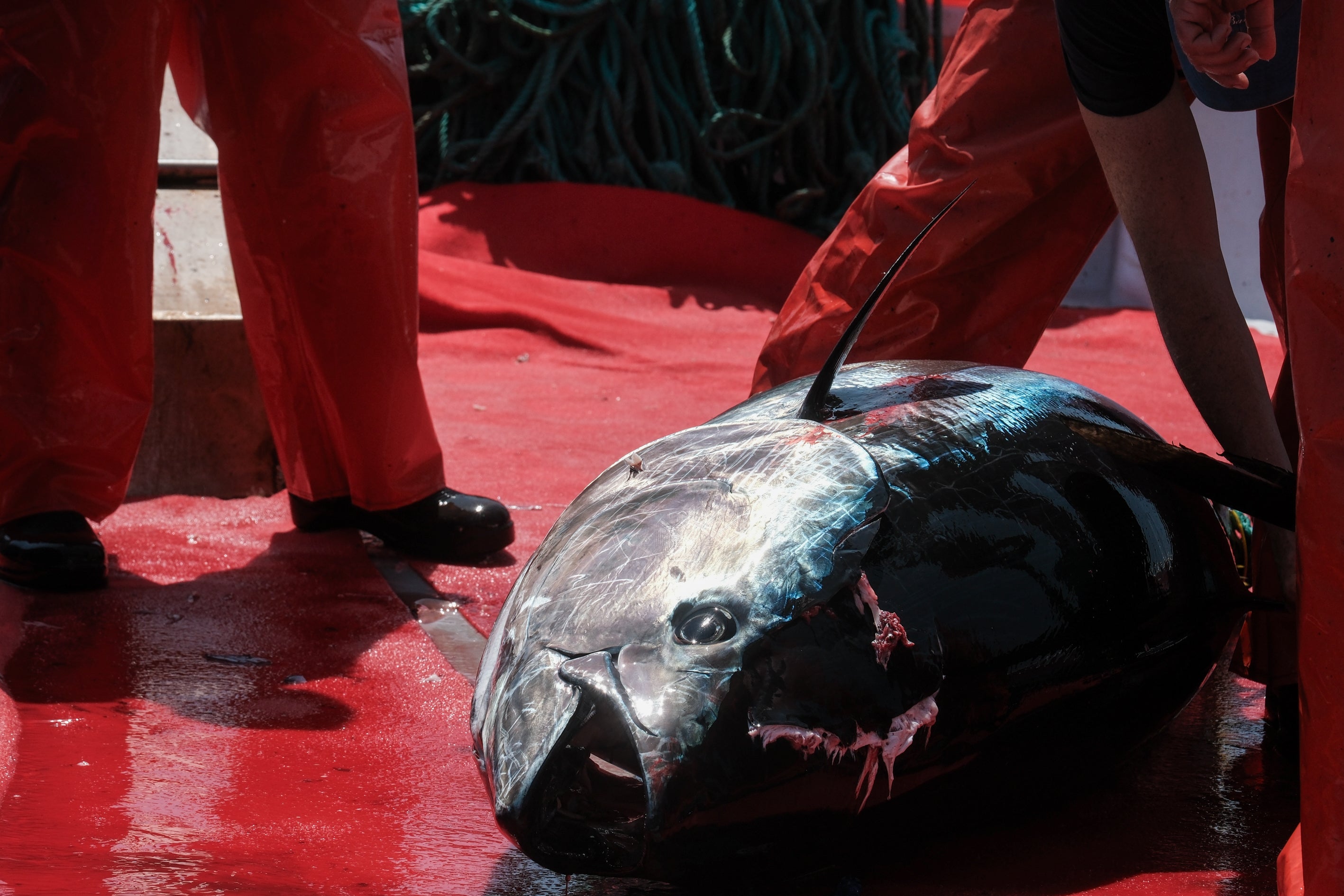 Fotos: Las imágenes de la &#039;levantá&#039; de Petaca Chico en Barbate