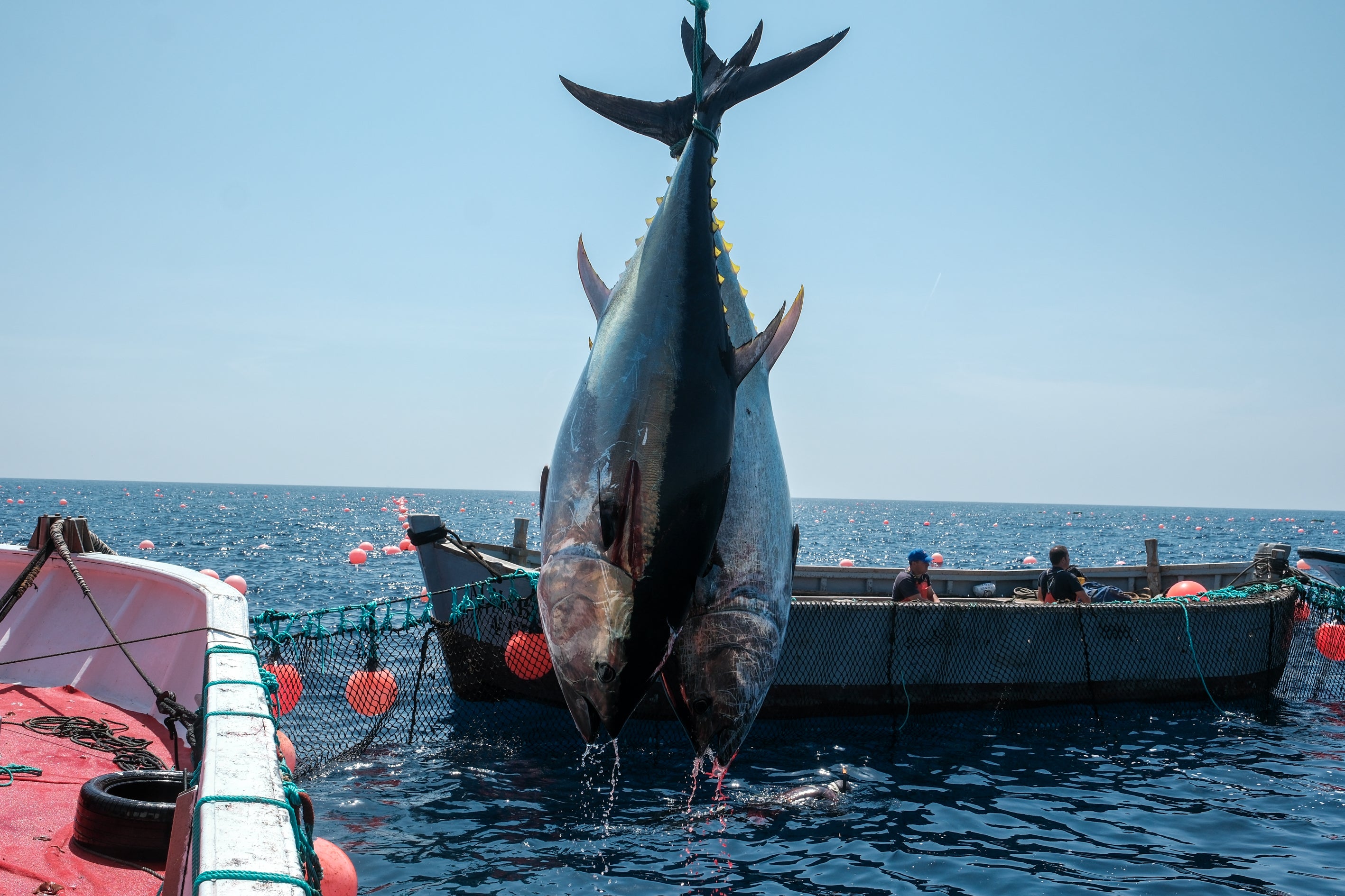 Fotos: Las imágenes de la &#039;levantá&#039; de Petaca Chico en Barbate