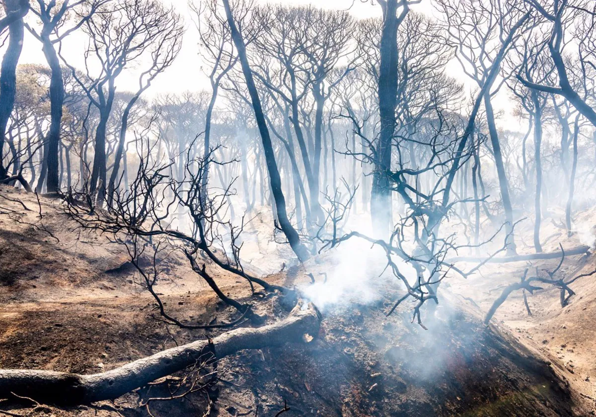 El vallado de Las Canteras, por el «riesgo de desplome» de algunos árboles quemados, costará 41.000 euros