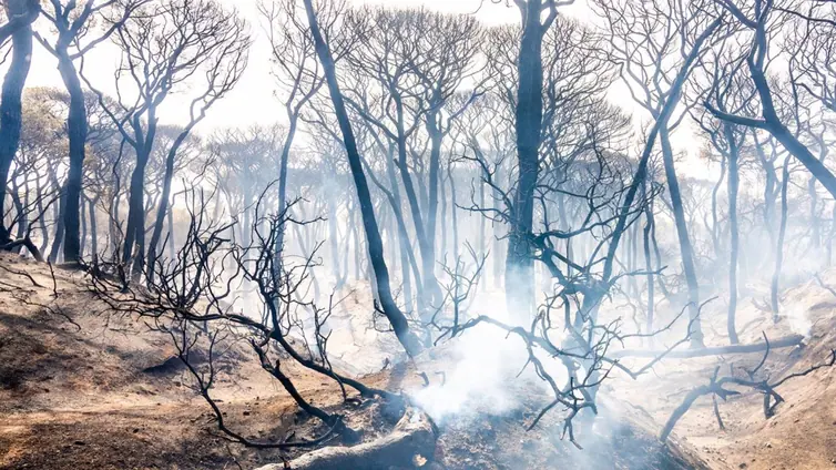 El vallado de Las Canteras, por el «riesgo de desplome» de algunos árboles quemados, costará 41.000 euros